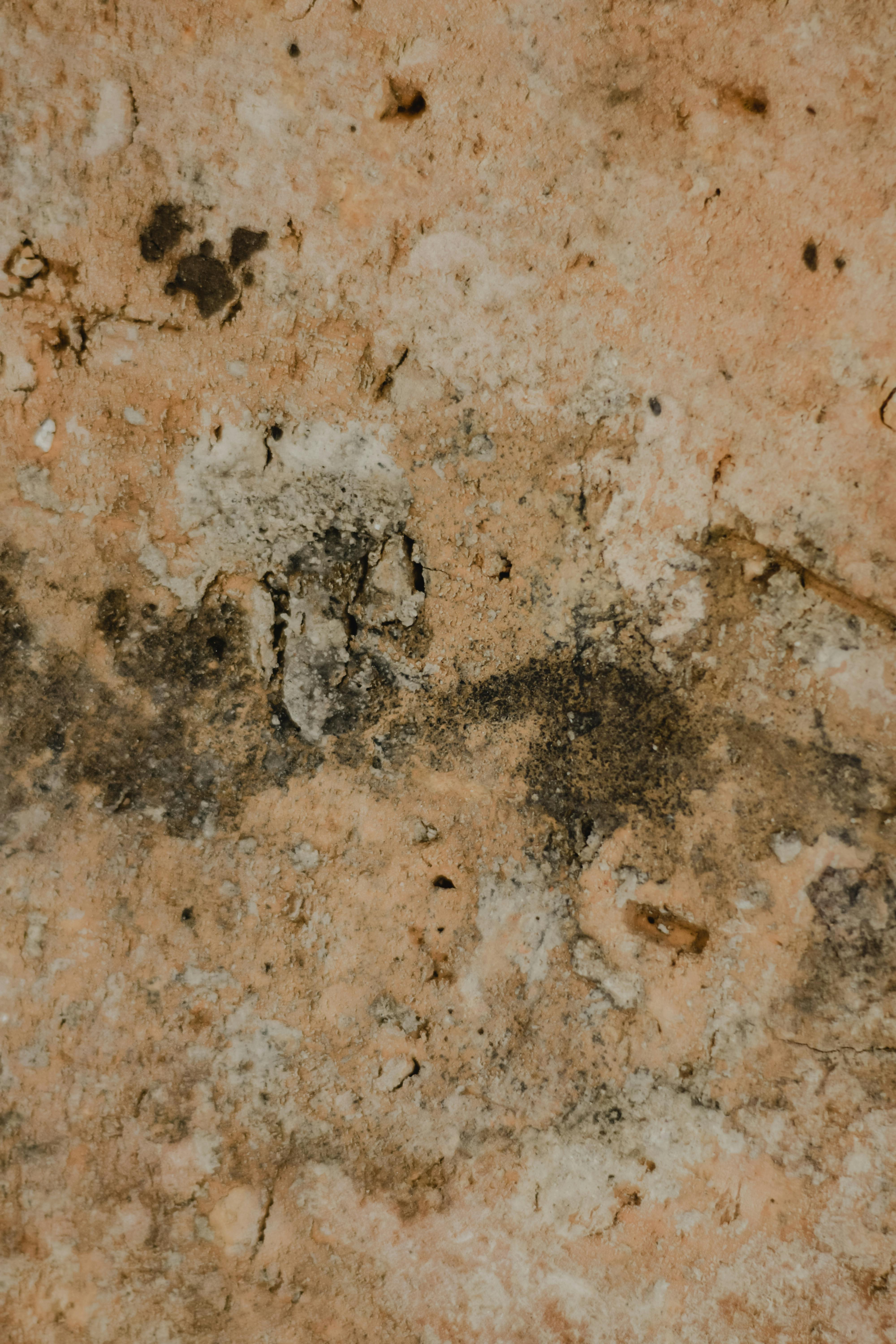 Mold growth on a wall